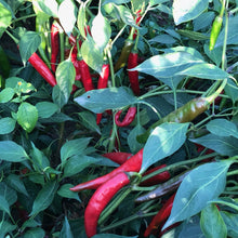 Load image into Gallery viewer, Burlap & Barrel - Kashmiri Chili Powder - Single Origin Spice & Seasoning