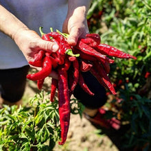 Load image into Gallery viewer, Burlap & Barrel - Smoked Pimenton Paprika - Single Origin Spice & Seasoning