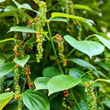 Load image into Gallery viewer, Burlap & Barrel - Robusta Black Peppercorns - Single Origin Spice & Seasoning