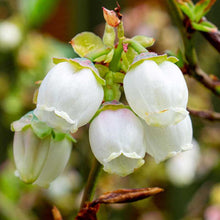 Load image into Gallery viewer, Smiley Honey - Blueberry Honey