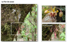 Load image into Gallery viewer, Eat Spain - Blanxart Organic Dark Chocolate Single Origin Congo 82%