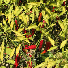 Load image into Gallery viewer, Burlap & Barrel - Kashmiri Chili Powder - Single Origin Spice & Seasoning