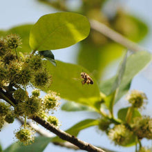 Load image into Gallery viewer, Smiley Honey - Tupelo Honey
