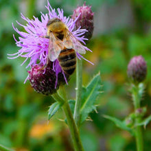Load image into Gallery viewer, Smiley Honey - Wildflower Honey