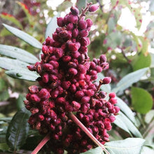 Load image into Gallery viewer, Burlap & Barrel - Cured Sumac (Sumak) - Single Origin Spice & Seasoning