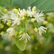 Load image into Gallery viewer, Smiley Honey - Basswood Honey