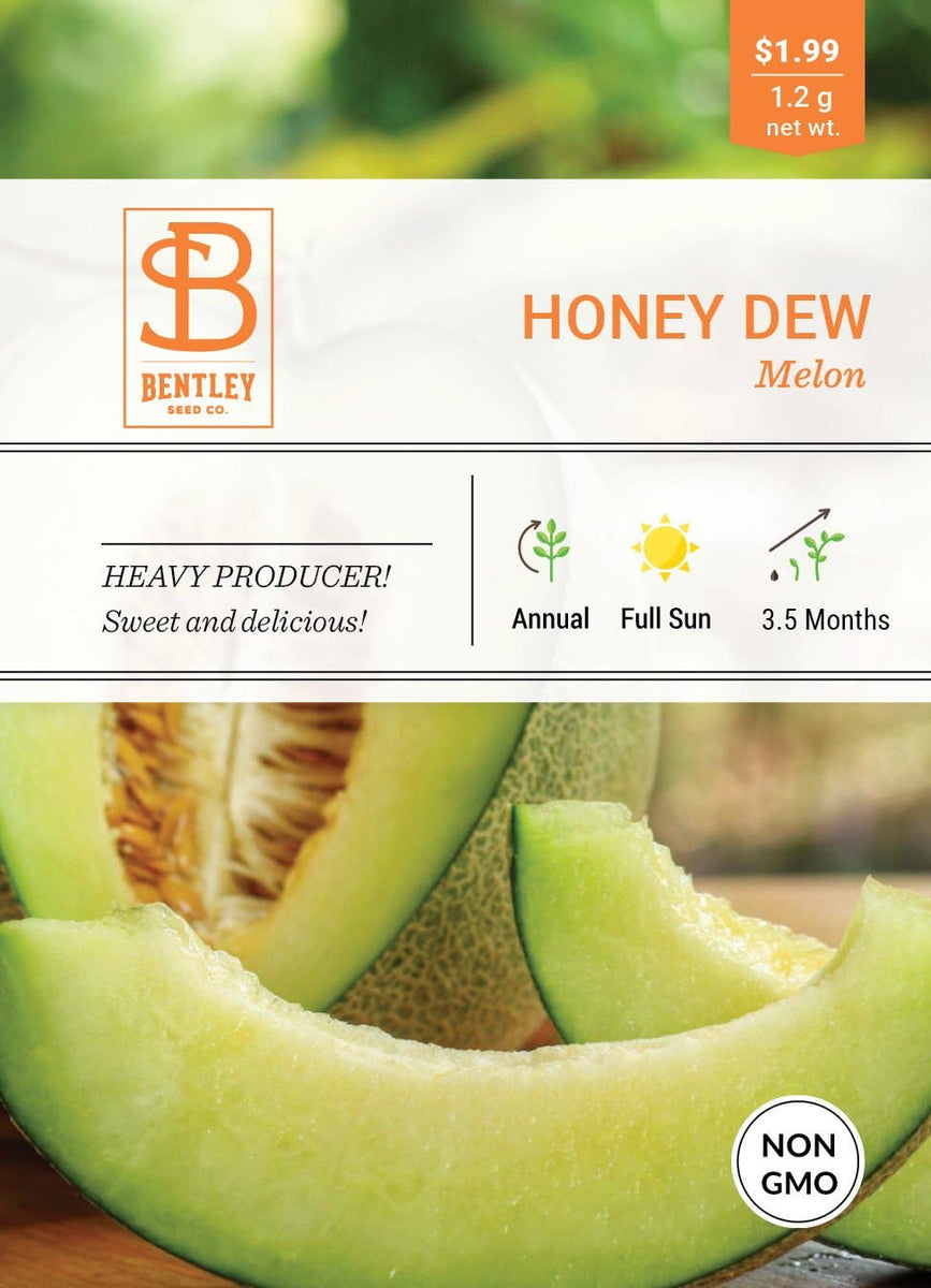 Honey Dew Melon (Bulk) - Bentley Seeds