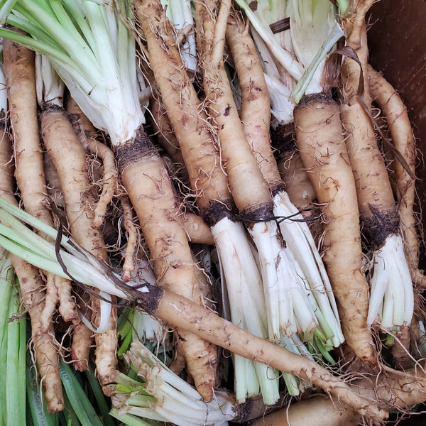 Salsify: The Oyster Plant's Culinary Comeback