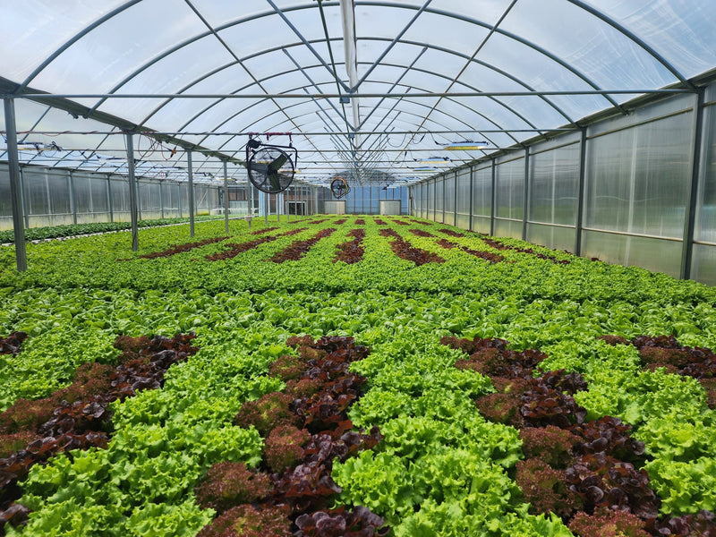 The Family Roots of Stony Run Greenhouse&nbsp;