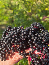 Load image into Gallery viewer, Berries and Flour: Bakery and Harvest Goods - Elderberry Jam -- 6 oz
