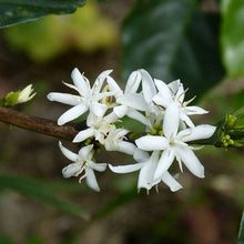 Load image into Gallery viewer, Smiley Honey - Coffee Blossom Honey
