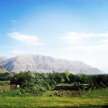 Load image into Gallery viewer, Burlap &amp; Barrel - Wild Mountain Cumin - Single Origin Spice &amp; Seasoning
