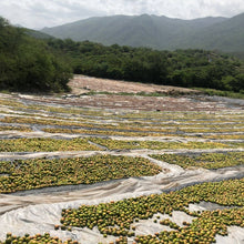 Load image into Gallery viewer, Burlap &amp; Barrel - Ground Black Lime (Persian lime, Omani lime) - Single Origin
