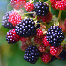 Load image into Gallery viewer, Smiley Honey - Blackberry Honey
