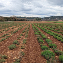 Load image into Gallery viewer, Burlap &amp; Barrel - Herbes de Provence - Single Origin Spice &amp; Seasoning Blend
