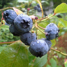 Load image into Gallery viewer, Smiley Honey - Blueberry Honey
