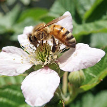 Load image into Gallery viewer, Smiley Honey - Blackberry Honey
