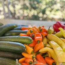 Load image into Gallery viewer, Natural Blonde Mix - Natural Blonde Spicy Bloody Mary Mix - Cocktail Mixer
