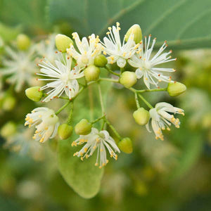 Smiley Honey - Basswood Honey