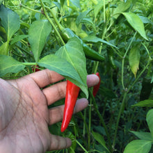 Load image into Gallery viewer, Burlap &amp; Barrel - Kashmiri Chili Powder - Single Origin Spice &amp; Seasoning
