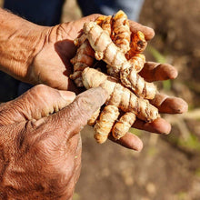 Load image into Gallery viewer, Burlap &amp; Barrel - New Harvest Turmeric - Single Origin Spice &amp; Seasoning
