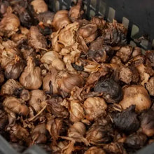 Load image into Gallery viewer, Burlap &amp; Barrel - Black Garlic - Single Origin Spice &amp; Seasoning
