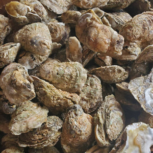 Shell Oysters Half Bushel