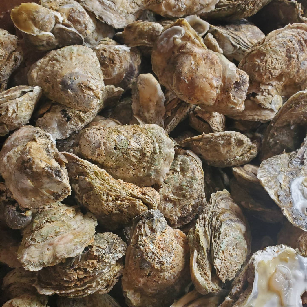 Shell Oysters Bushel